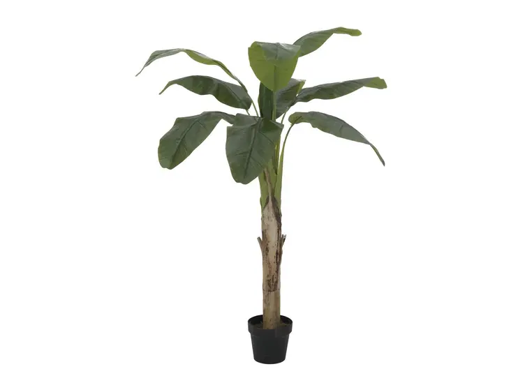 Europalms Banana tree, 145cm 