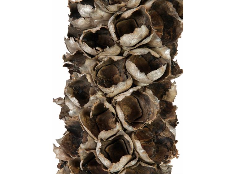 Europalms Cacho coco ca. 120-190cm