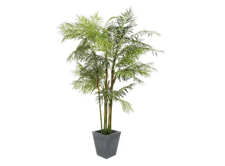 Europalms Cycus Tube Palm, 280cm 