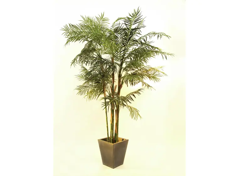 Europalms Cycus Tube Palm, 280cm 
