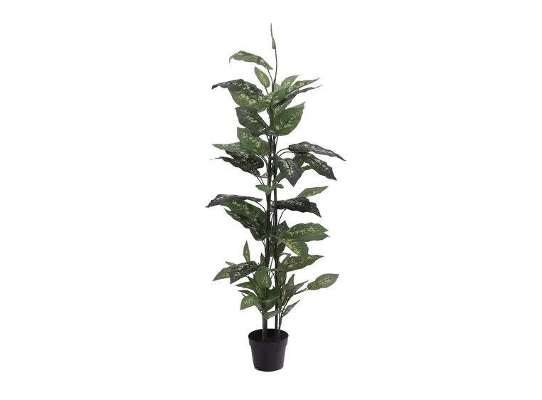 Europalms Dieffenbachia, 120cm 
