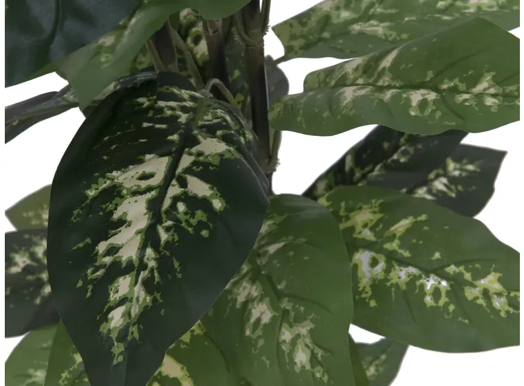 Europalms Dieffenbachia, 120cm 