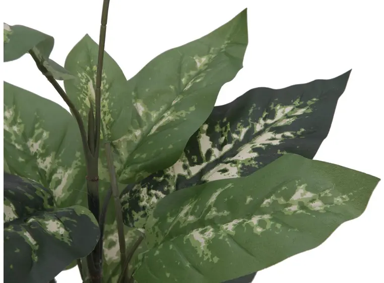 Europalms Dieffenbachia, 120cm 