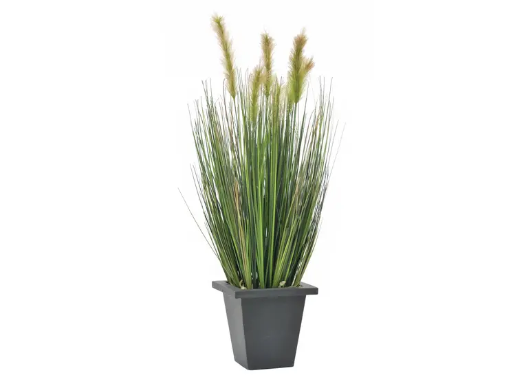 Europalms Moor-grass in pot, 60cm 