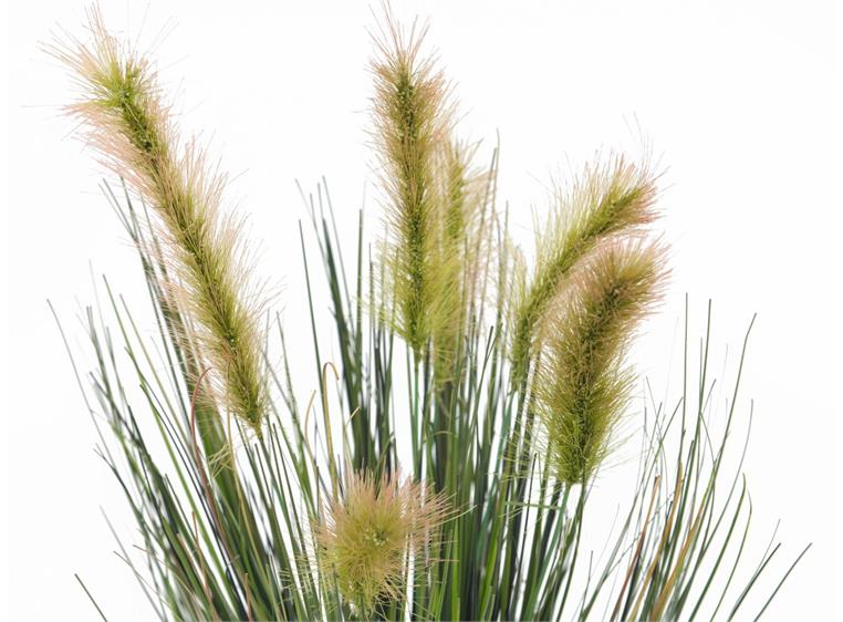 Europalms Moor-grass in pot, 60cm
