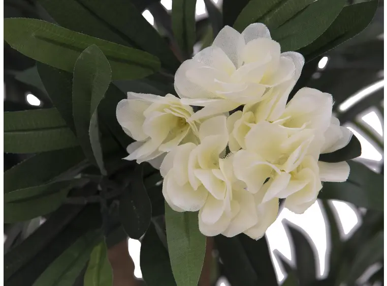 Europalms Oleander tree, white, 120 cm 