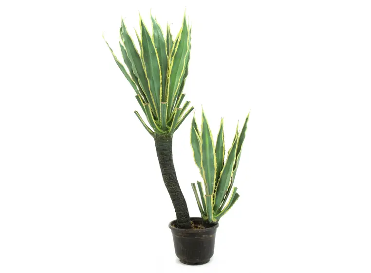 Europalms Orchid-Cactus, 160cm 
