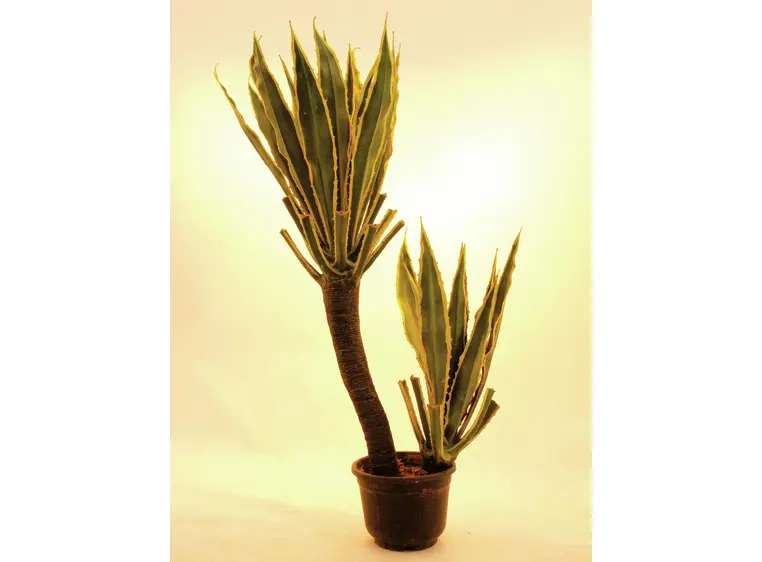Europalms Orchid-Cactus, 160cm 