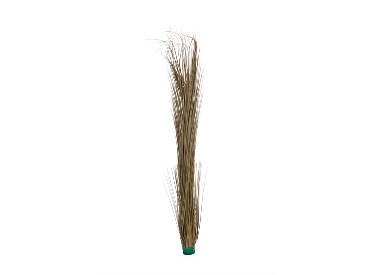 Europalms Reed grass, khaki, 127cm