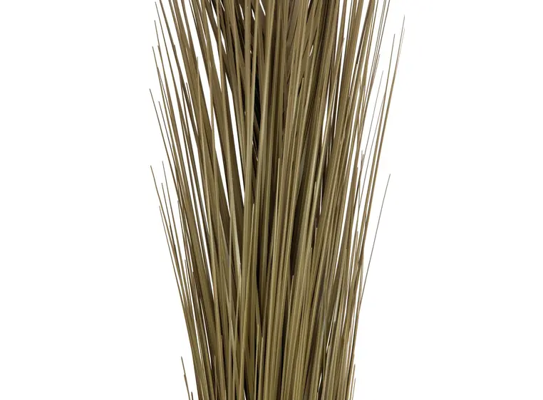 Europalms Reed grass, khaki, 127cm 