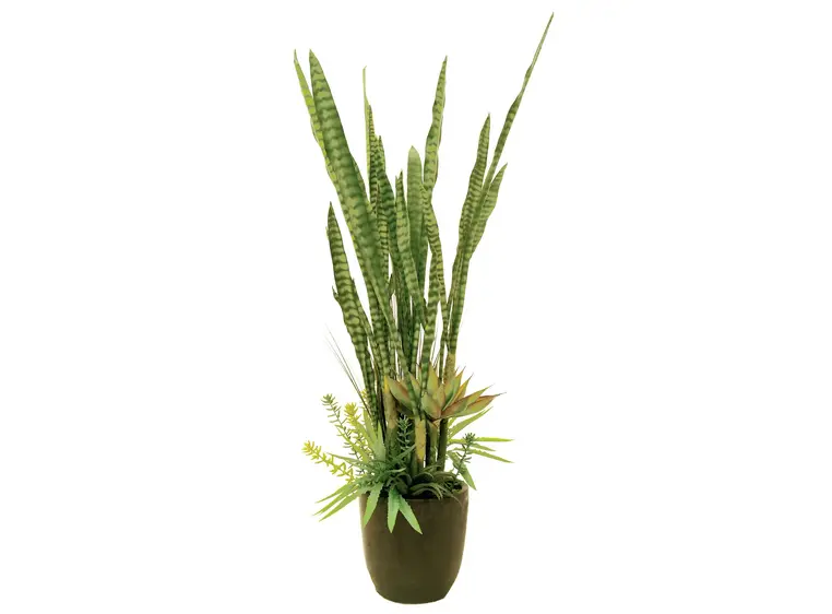 Europalms Succulent-Mix, 190cm 