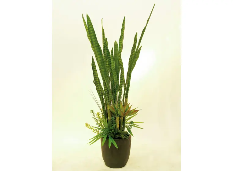 Europalms Succulent-Mix, 190cm 