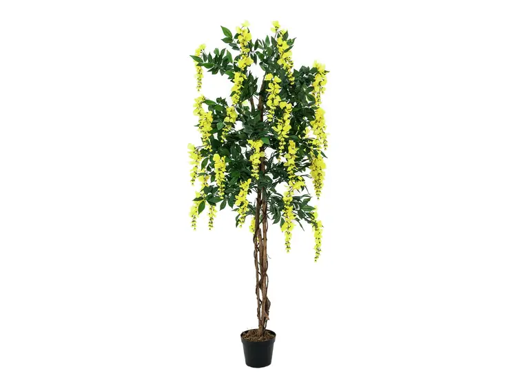 Europalms Wisteria, yellow, 180cm 