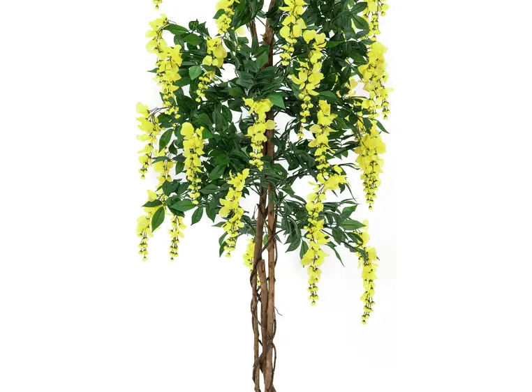 Europalms Wisteria, yellow, 180cm 