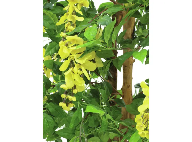 Europalms Wisteria, yellow, 180cm 