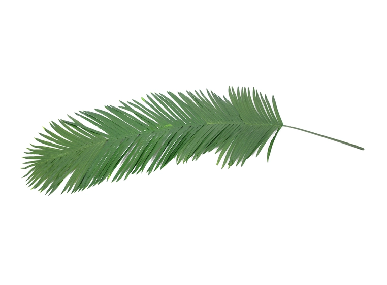 EUROPALMS Coconut Kingpalm branch, 180cm 