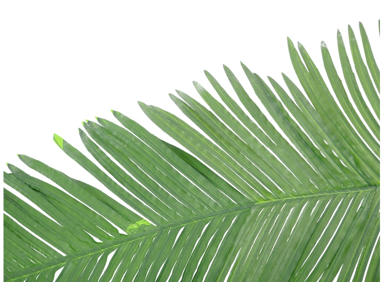 EUROPALMS Coconut Kingpalm branch, 180cm 