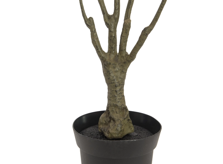 EUROPALMS Dracena, green-red, 90cm 