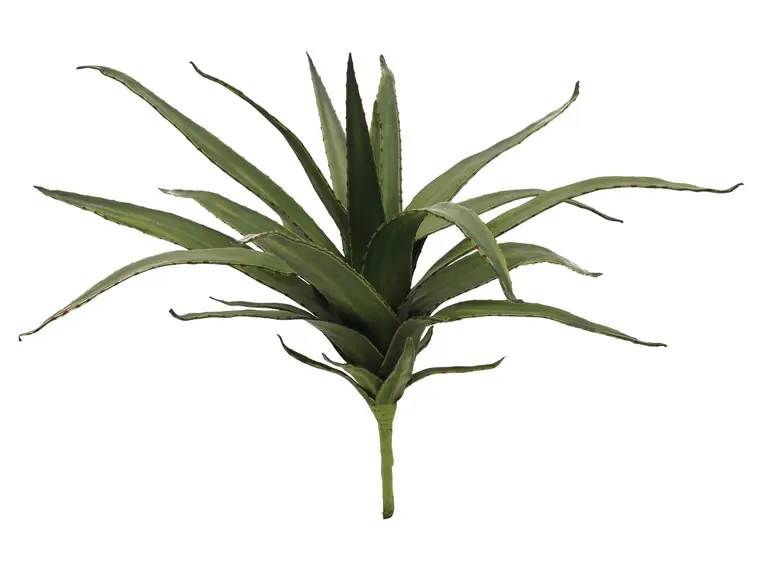 Europalms Aloe (EVA), green, 50cm 