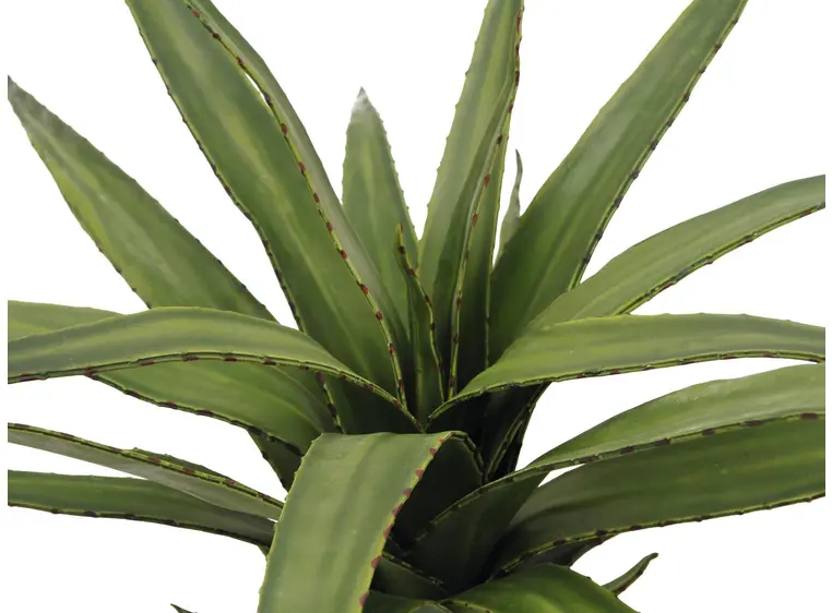 Europalms Aloe (EVA), green, 50cm 