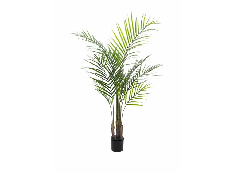 Europalms Areca palm with big leaves 125cm
