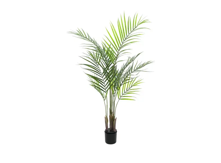 Europalms Areca palm with big leaves 125cm 