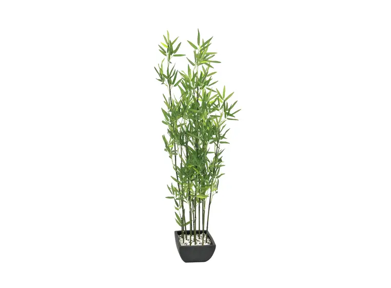 Europalms Bamboo in Bowl, 120cm 