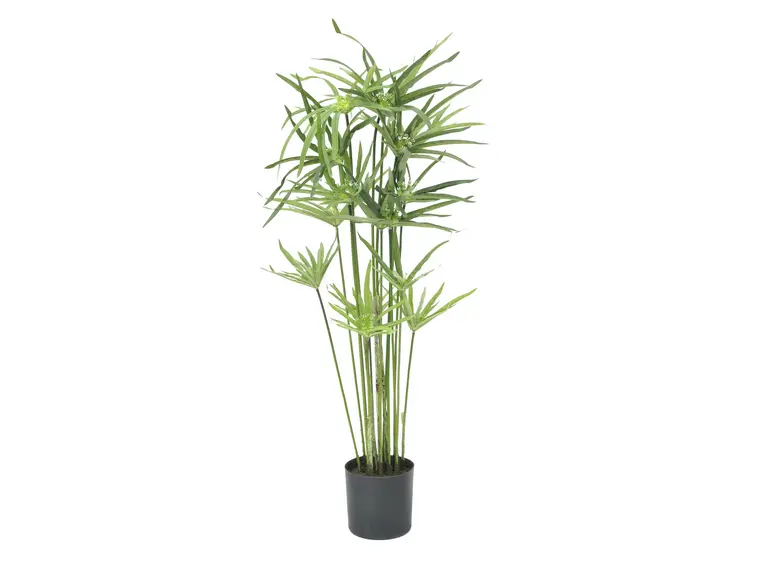 Europalms Cyprus grass, 76cm 