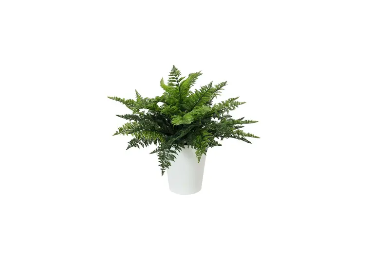 Europalms Fern bush in pot, 51 leaves 48cm 