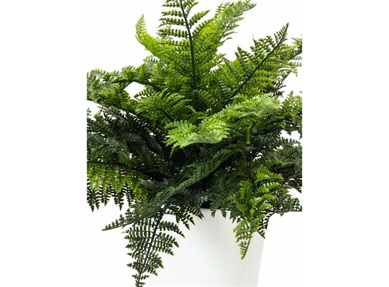 Europalms Fern bush in pot, 51 leaves 48cm