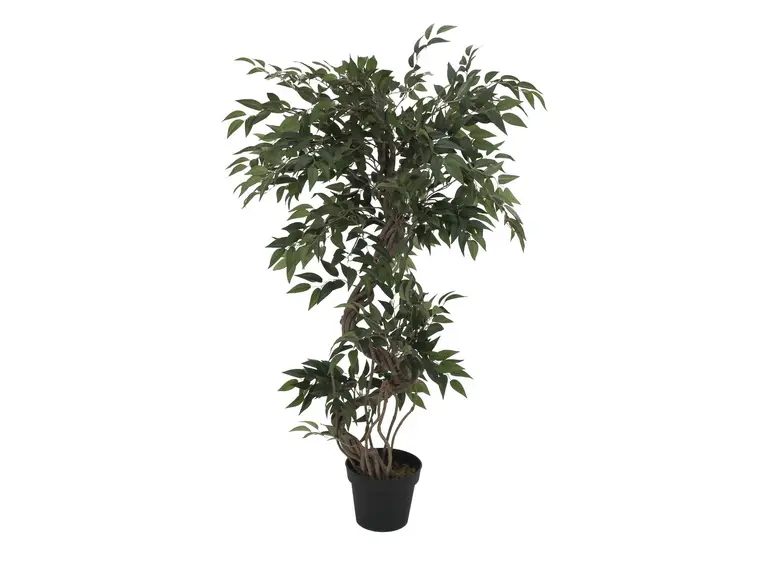 Europalms Ficus multiple spiral trunk 130cm 