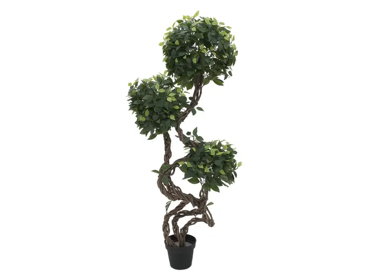 Europalms Ficus spiral trunk, 160cm 