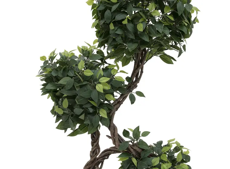 Europalms Ficus spiral trunk, 160cm 