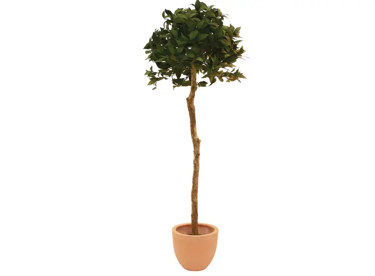 Europalms Laure ball tree, 180cm 