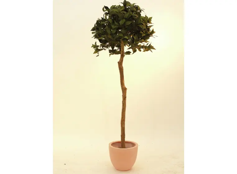 Europalms Laure ball tree, 180cm 