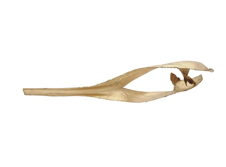 Europalms Palm leaf, dried, gold 
