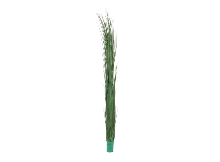 Europalms Reed grass, dark green, 127cm 