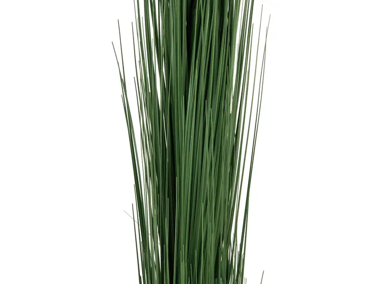 Europalms Reed grass, dark green, 127cm 