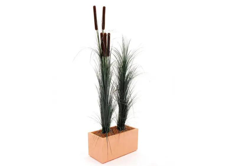 Europalms Reed grass, dark green, 127cm 
