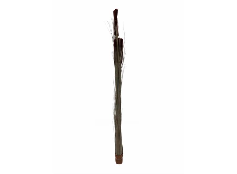 Europalms Reed grass cattails dark-brown, 152cm