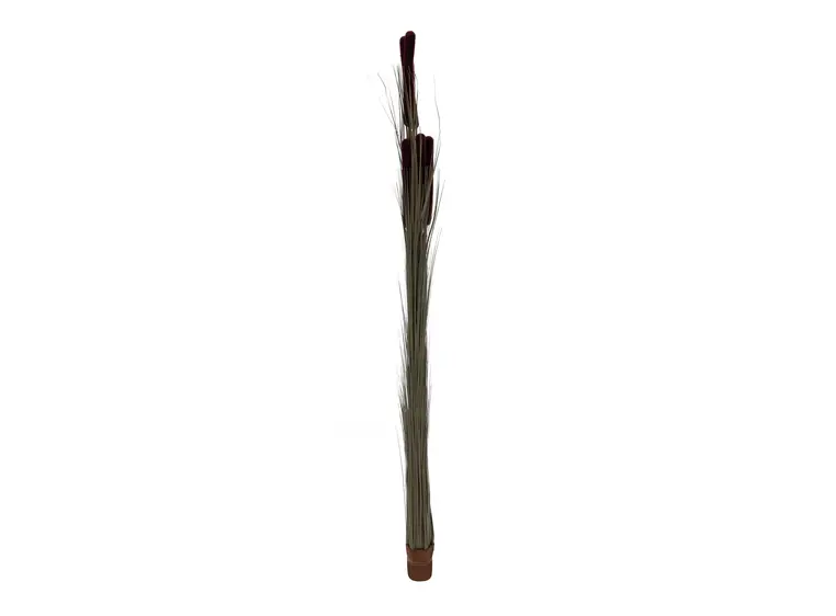 Europalms Reed grass cattails dark-brown, 152cm 