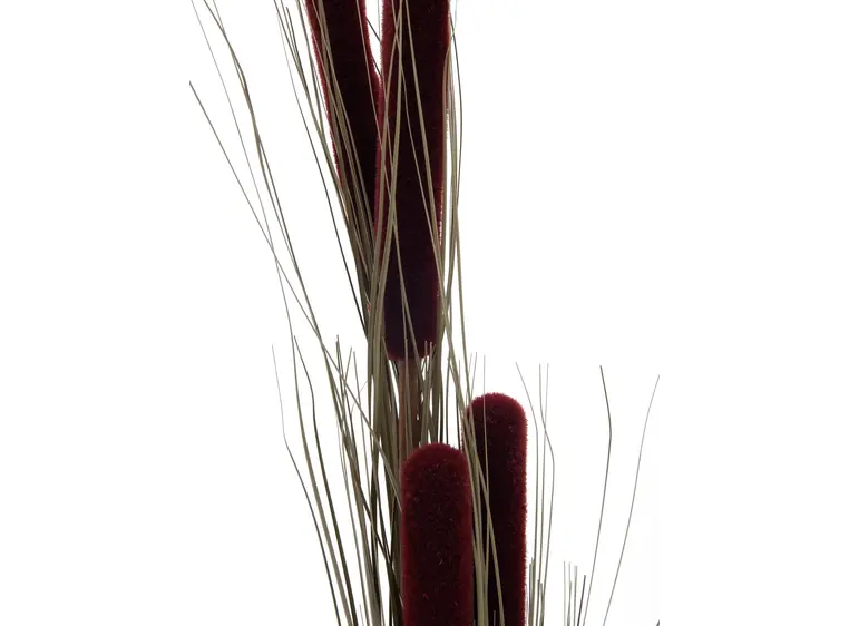 Europalms Reed grass cattails dark-brown, 152cm 