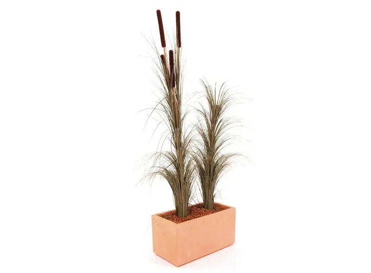 Europalms Reed grass cattails dark-brown, 152cm 