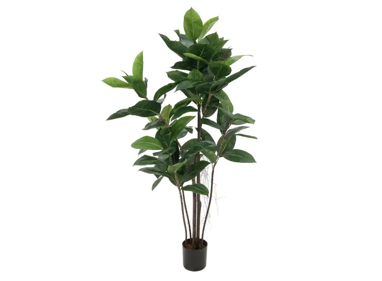 Europalms Rubber tree, 120cm 