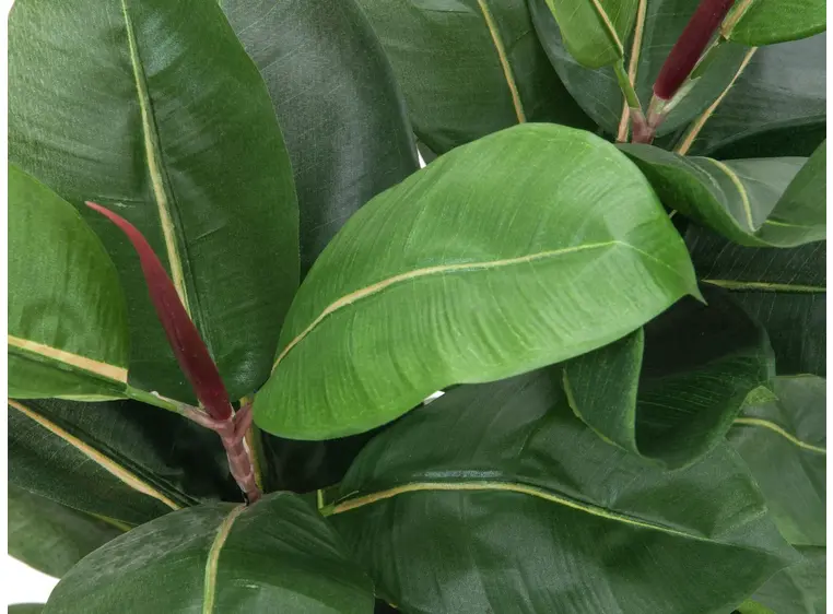 Europalms Rubber tree, 120cm 