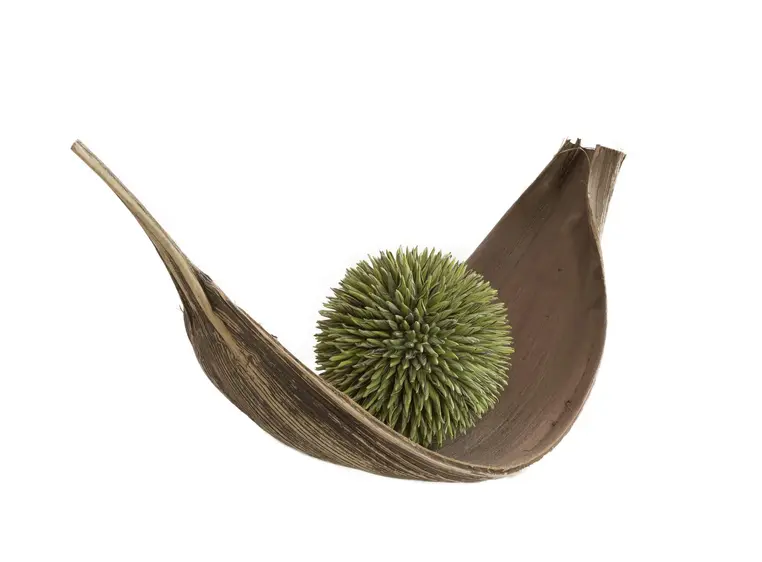 Europalms Succulent Ball (EVA), green 20cm 