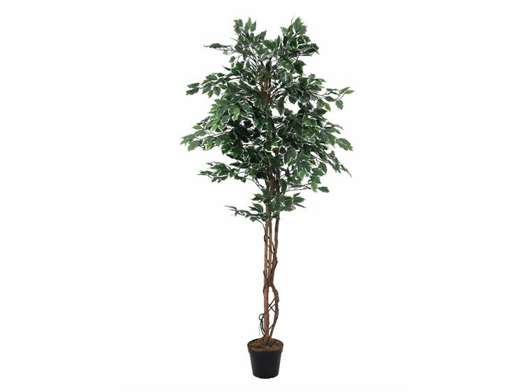Europalms Variegated Ficus, 180cm
