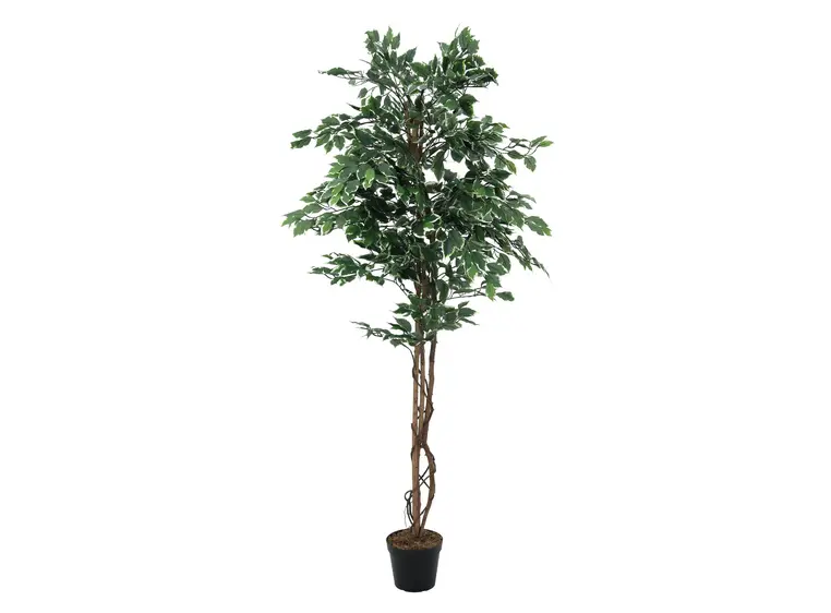 Europalms Variegated Ficus, 180cm 