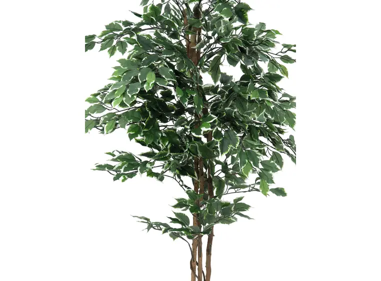 Europalms Variegated Ficus, 180cm 