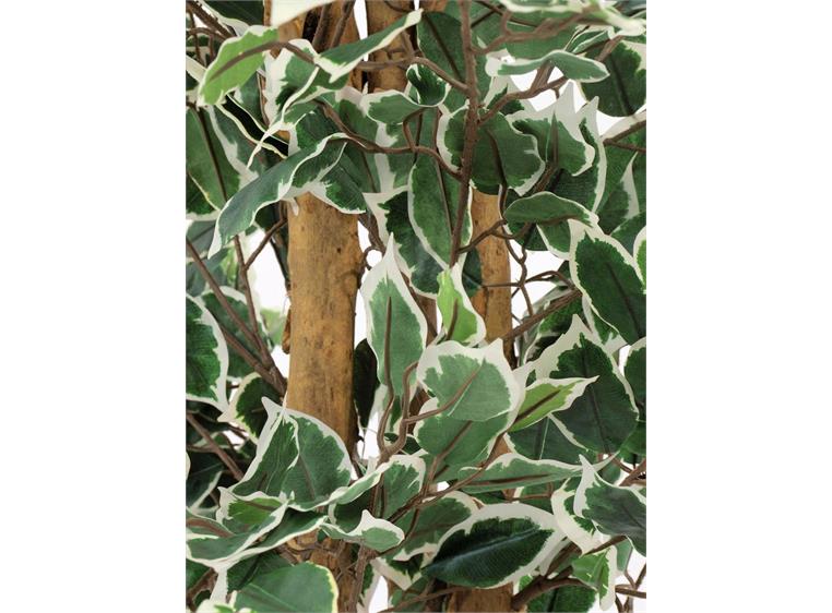 Europalms Variegated Ficus, 180cm